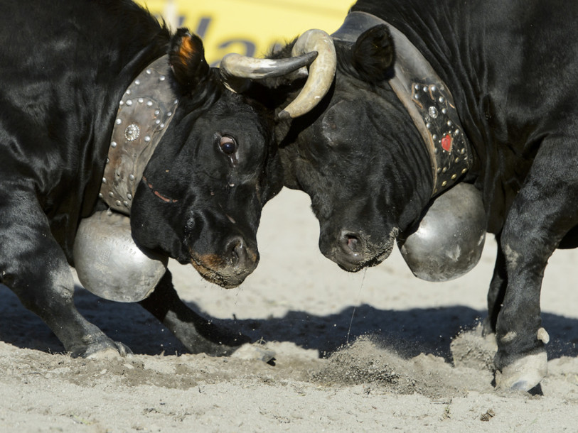 Frégate, double championne, luttera dans l'arène valaisanne