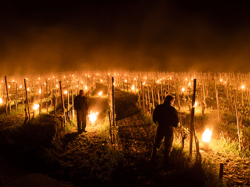 Le gel a mobilisé les cultivateurs durant la nuit de jeudi