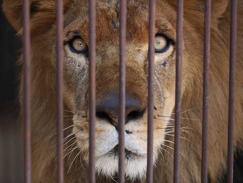 Trente-trois lions sauvés des cirques s'envolent pour l'Afrique