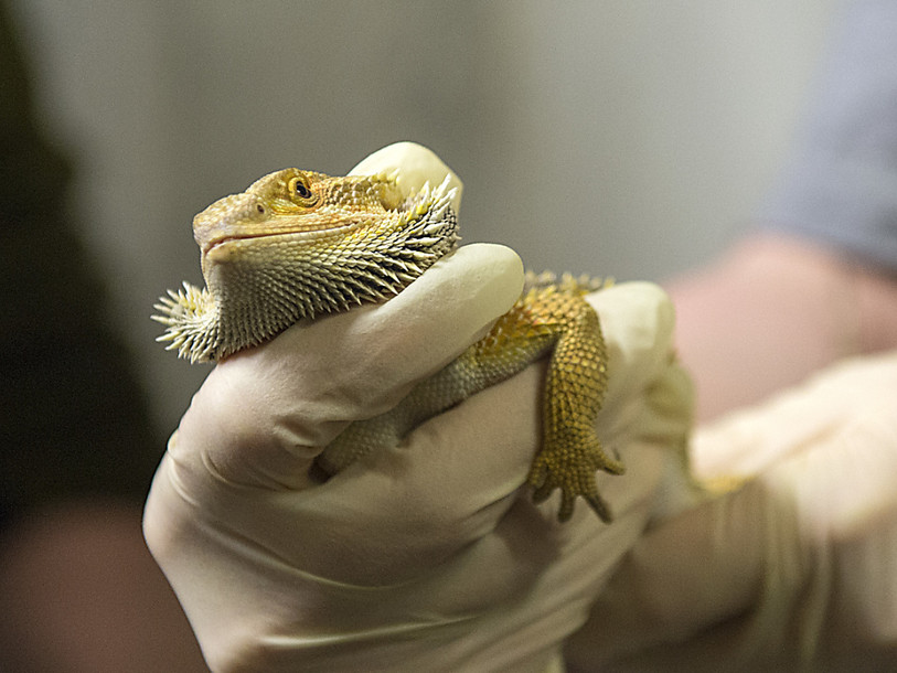 Il se pourrait que les reptiles rêvent
