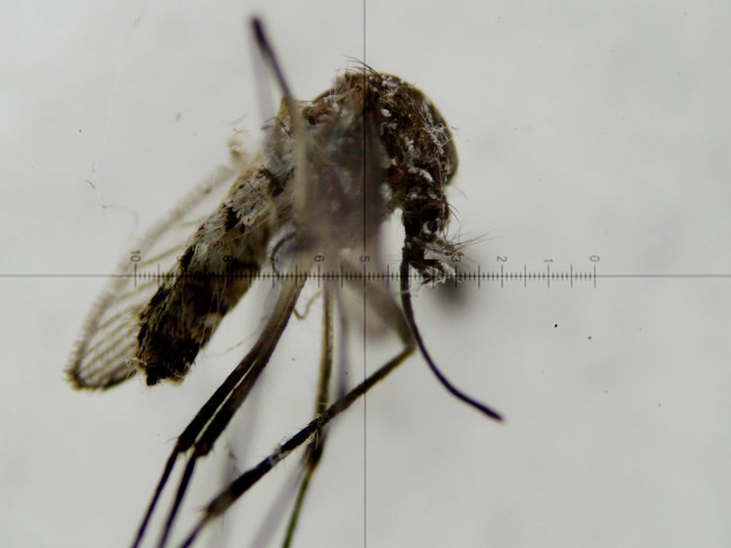 Premier décès lié au Zika aux Etats-Unis, à Porto Rico