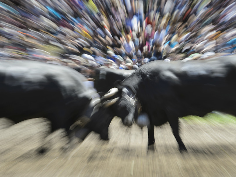 Quelque 150 vaches dans l'arène d'Aproz (VS)