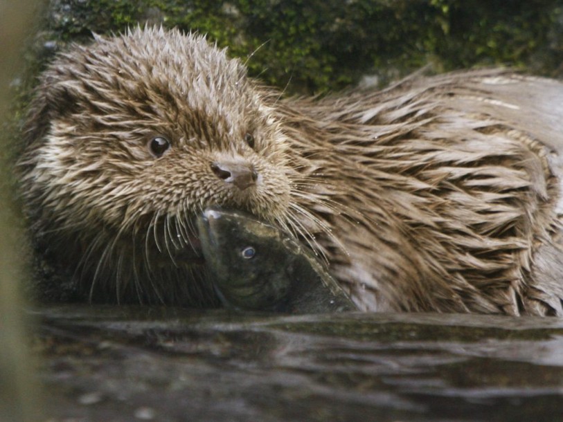Une loutre vit près de Coire