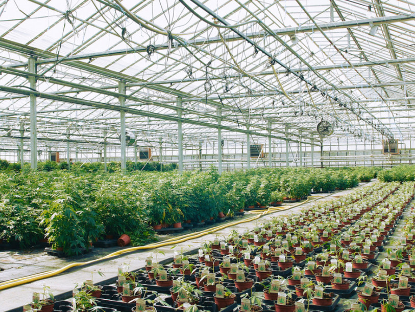 Berlin va faciliter l'usage thérapeutique du cannabis