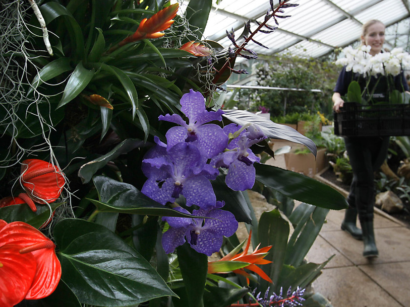 Un cinquième des plantes est menacé, selon un nouveau baromètre