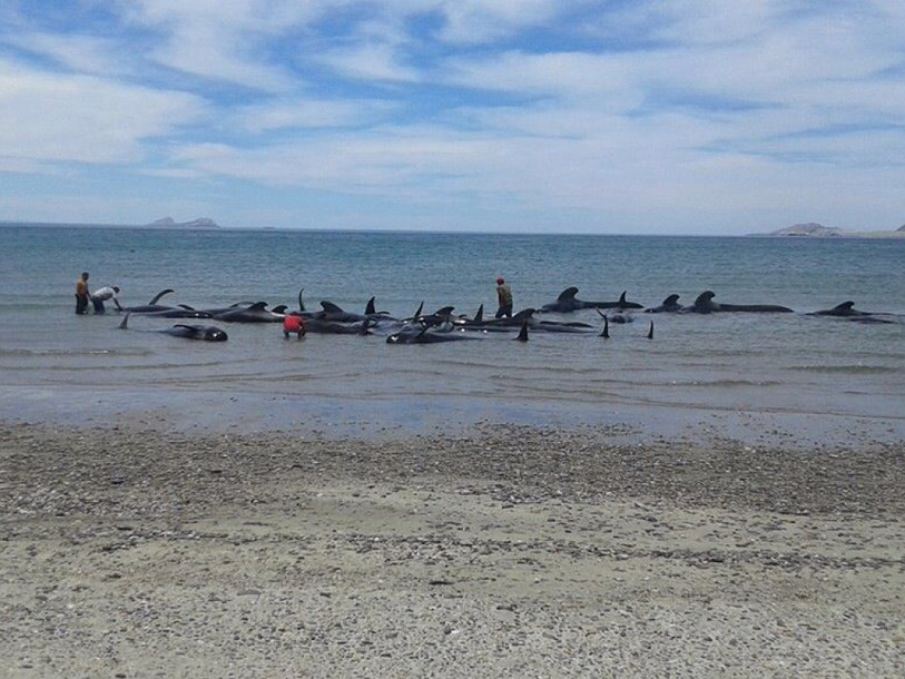 Des baleines s'échouent sur une plage mexicaine, seules 3 survivent