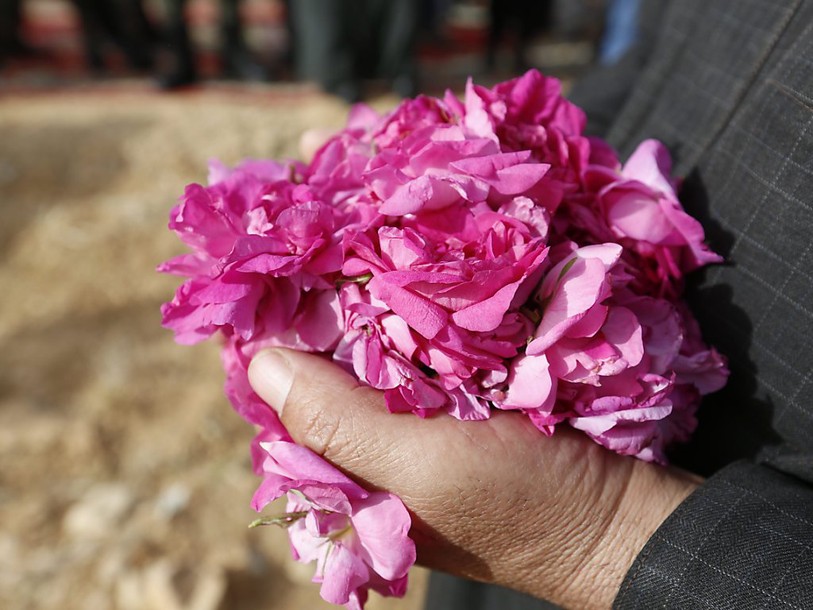 La célèbre rose de Damas flétrie par la guerre