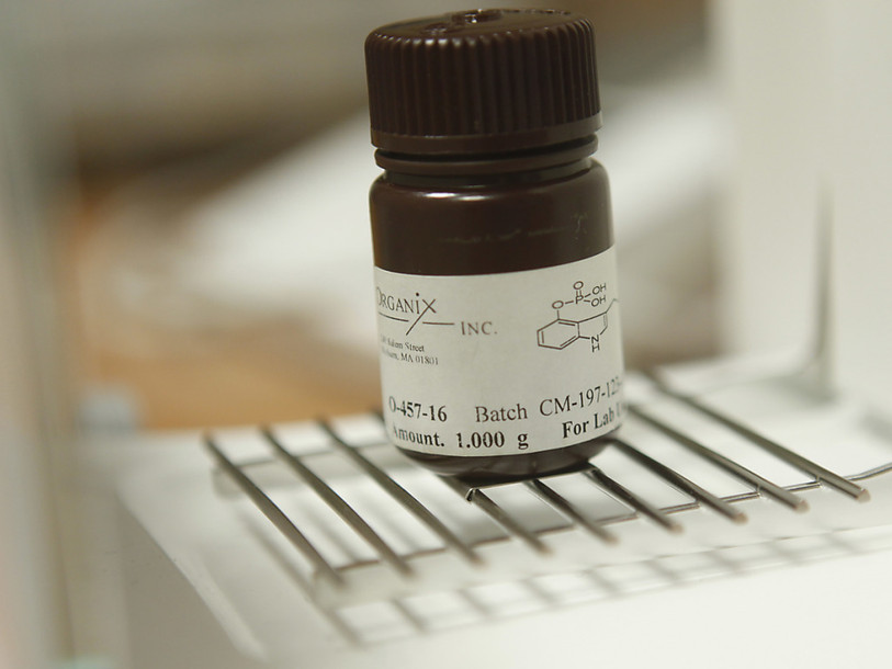 Des champignons hallucinogènes pour combattre la dépression