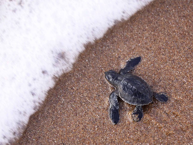 Les Bebes Tortues Pris Au Piege Des Lumieres Artificielles Rtn Votre Radio Regionale