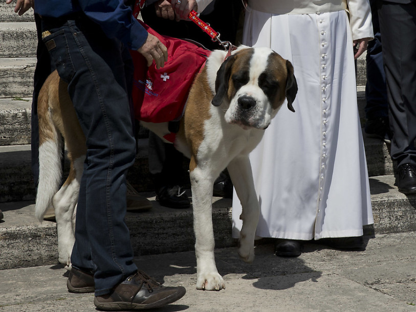 Un Saint-Bernard à Rome en attendant l'Unesco