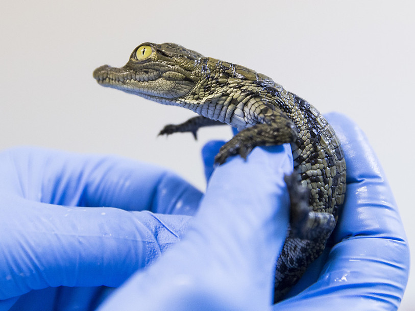Des crocodiles sacrés en train de naître au Vivarium de Lausanne