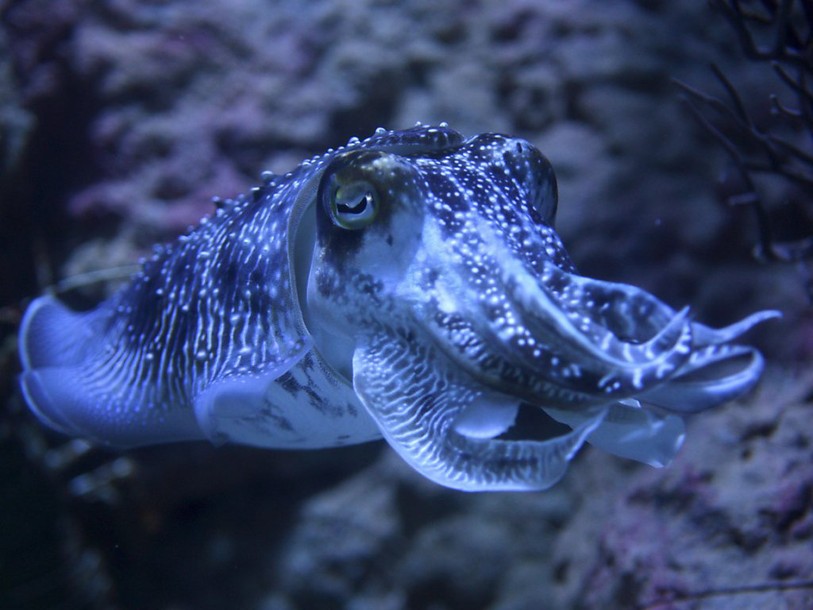 Explosion du nombre de céphalopodes dans les océans depuis 60 ans
