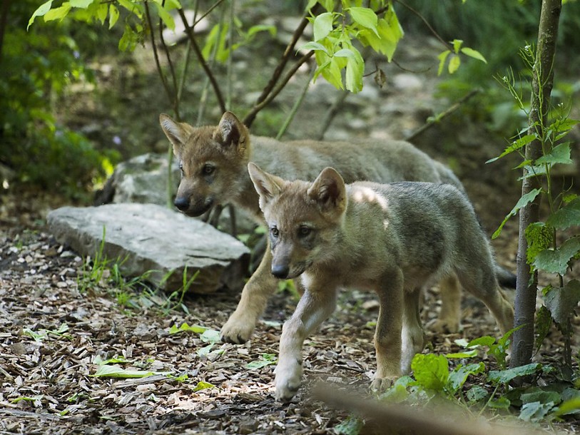 La polémique sur la chasse au loup est relancée