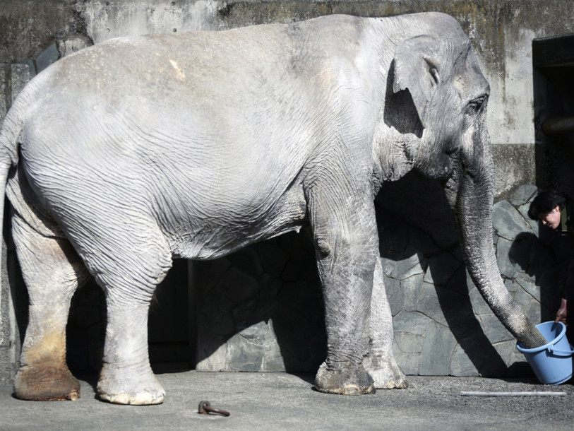 Le Japon en deuil après la mort de son plus vieil éléphant