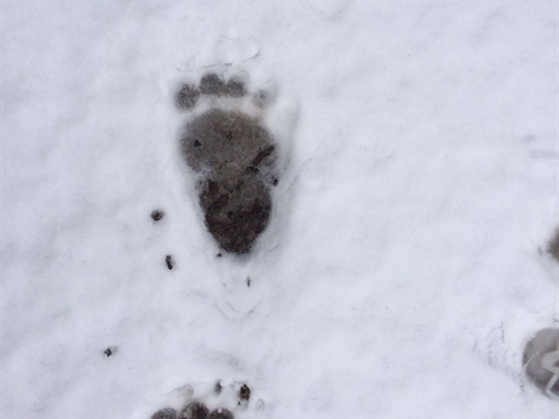 Pièges photographiques pour un ours dans le canton de Schwyz