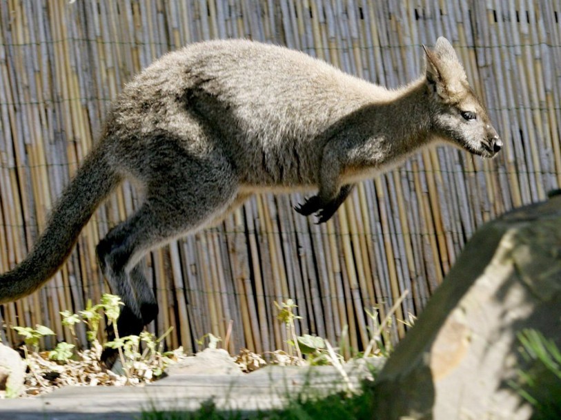 Un kangourou rompt les implants mammaires d'une Australienne