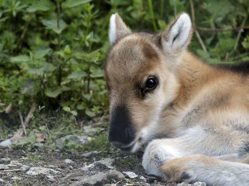 Un petit renne est né au zoo de Servion