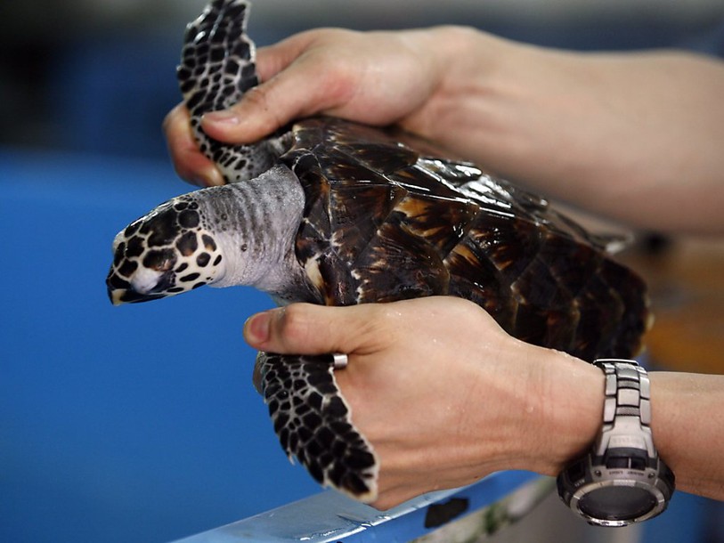 Un pack de bière comestible pour poissons et tortues