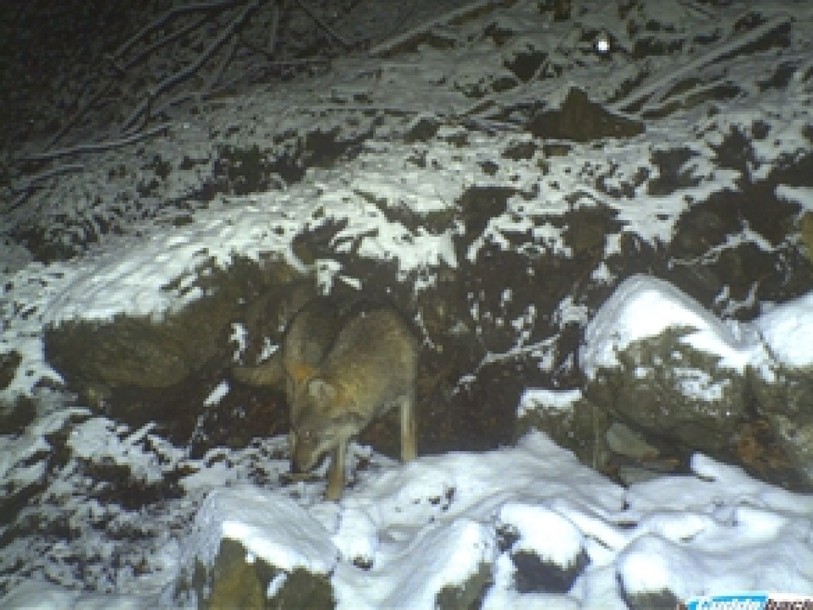 Un loup photographié près de Seelisberg (UR)