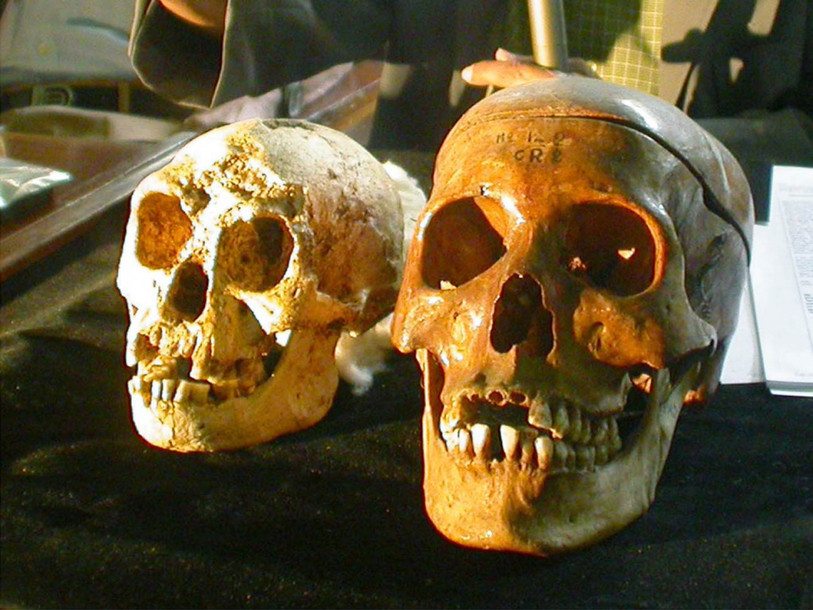 L'homme de Florès n'était pas un Homo sapiens microcéphale