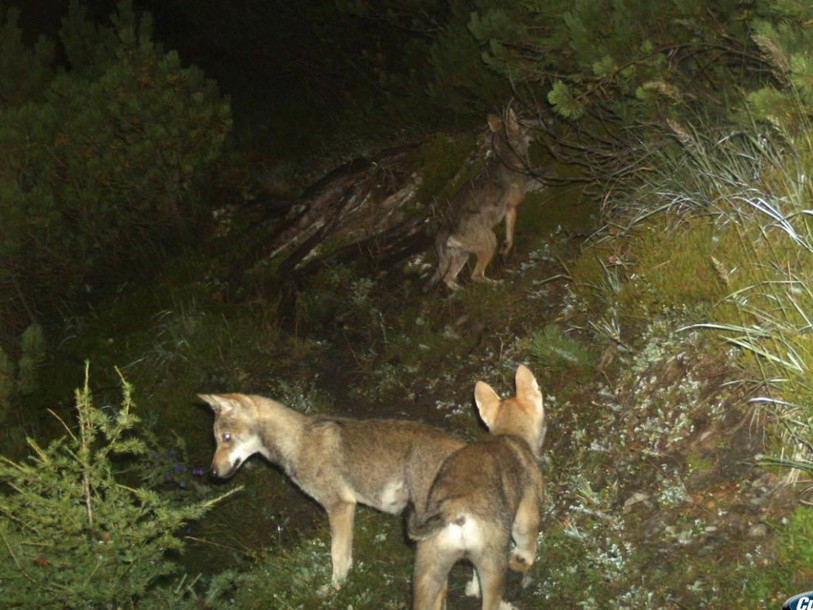 L'ordre d'abattre deux loups aux Grisons n'était pas justifié