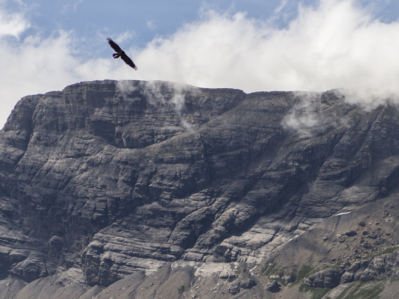 Le gypaète Cierzo a effectué son premier vol vendredi