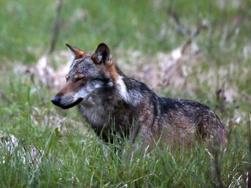 Tir d'un loup autorisé en Valais