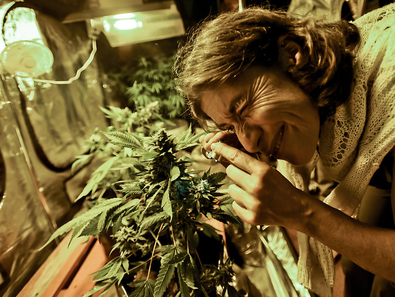Le point sur les projets de régulation du cannabis