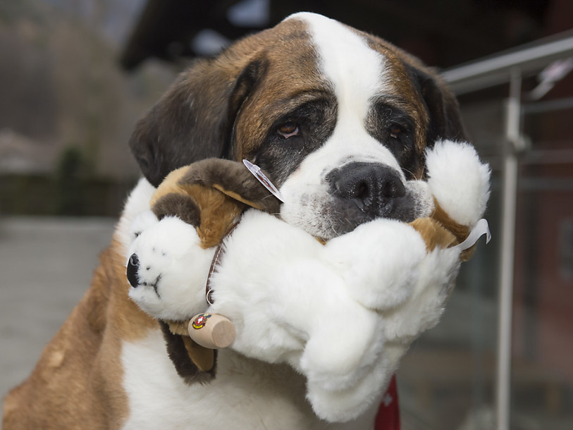 Les cours pour propriétaires de chiens devraient être facultatifs