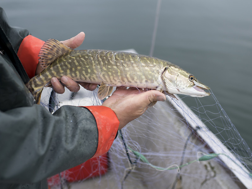 En cent ans, un tiers des espèces de poissons ont disparu