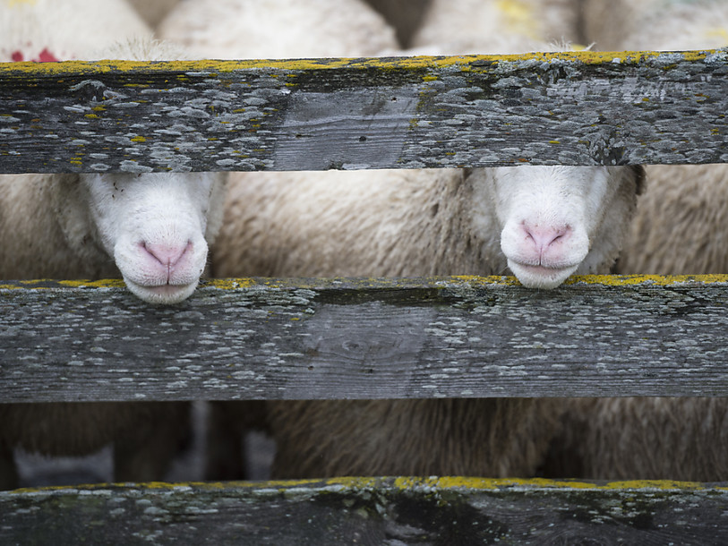 Plus de 200 moutons meurent empoisonnés en Thurgovie