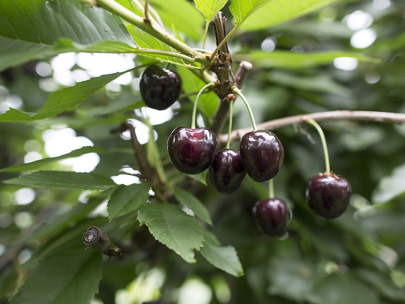 Récolte de cerises modeste cet été en raison du printemps maussade