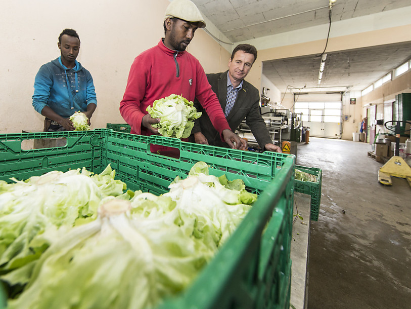 Des agriculteurs engagent des réfugiés pour un projet d'intégration
