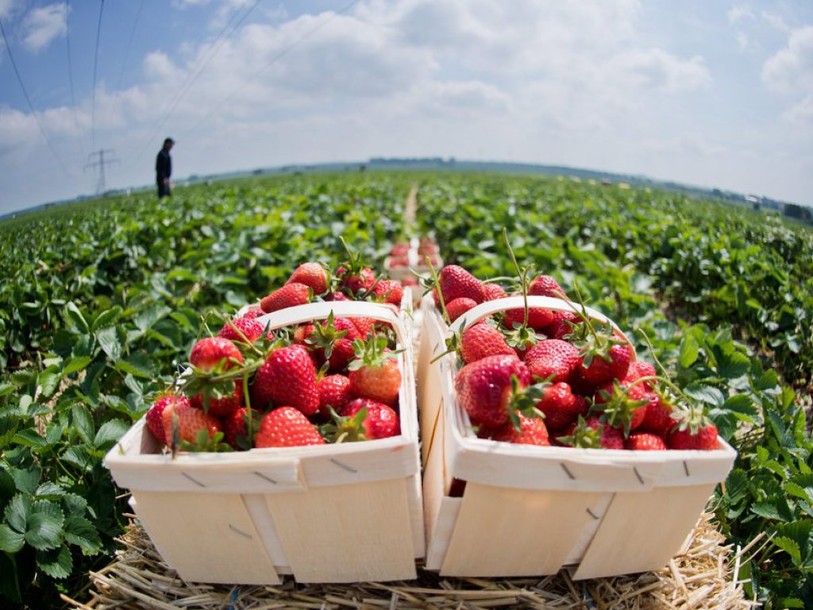 Greenpeace dénonce la présence de pesticides dans les fraises