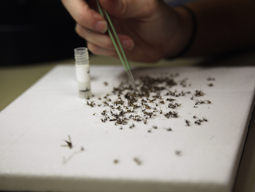 Découverte d'anticorps capables de neutraliser le virus Zika