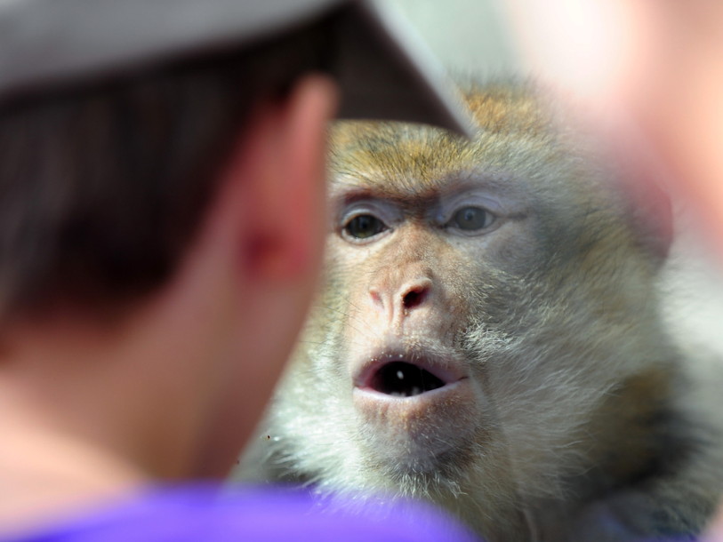 Les singes deviennent plus sélectifs avec l'âge, comme les humains