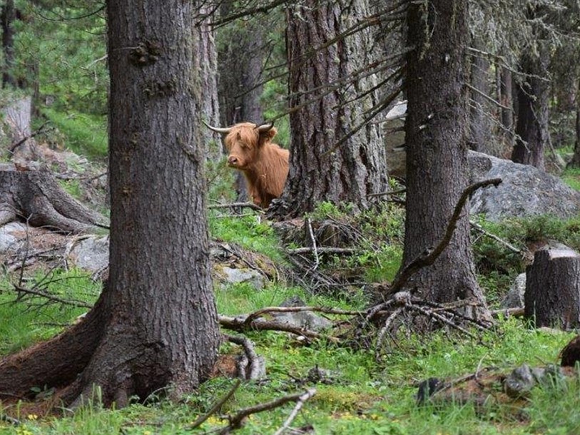 Les Grisons renvoient une Highland dans la campagne zurichoise