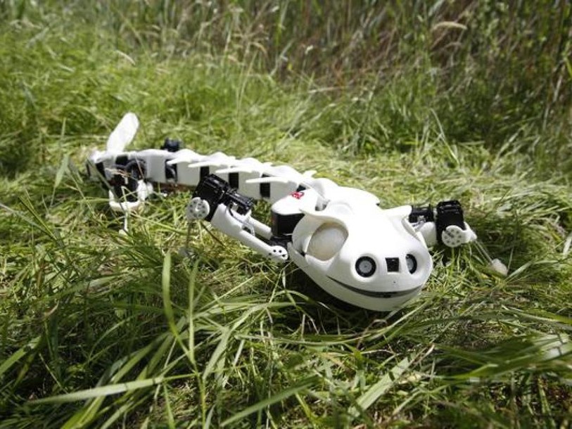 EPFL: un robot qui imite les mouvements des vertébrés