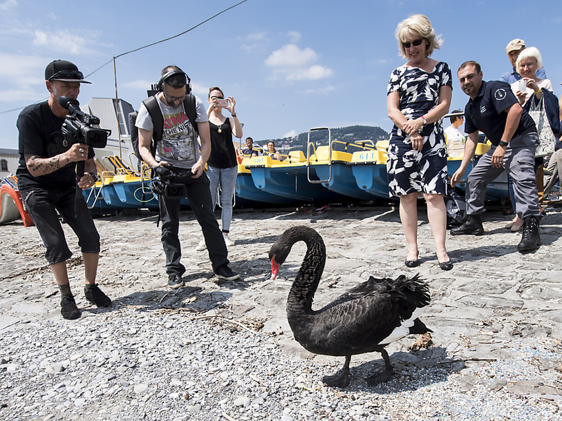 Jacqueline de Quattro a relâché le cygne Nelson