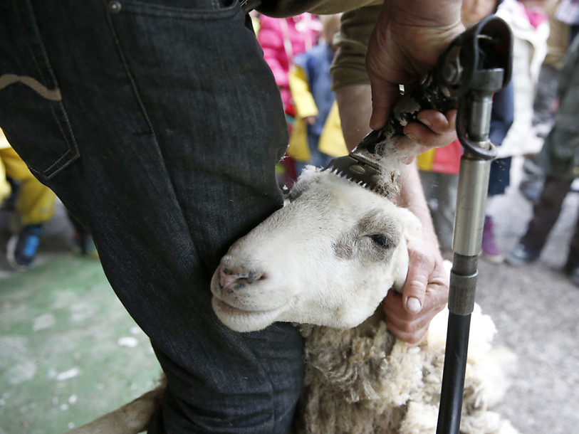 Vingt ans après Dolly, mange-t-on un peu de viande clonée?