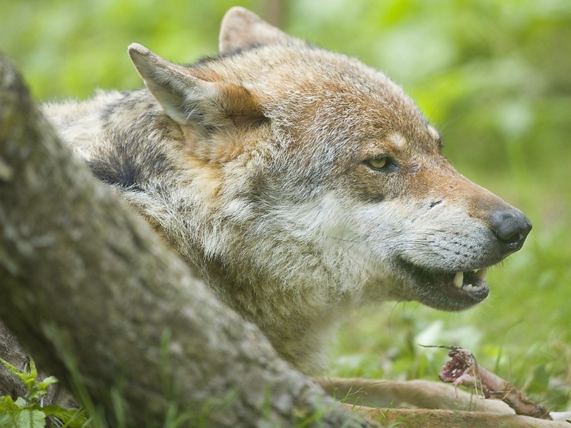 Nouvelle attaque de loup à Evolène (VS)