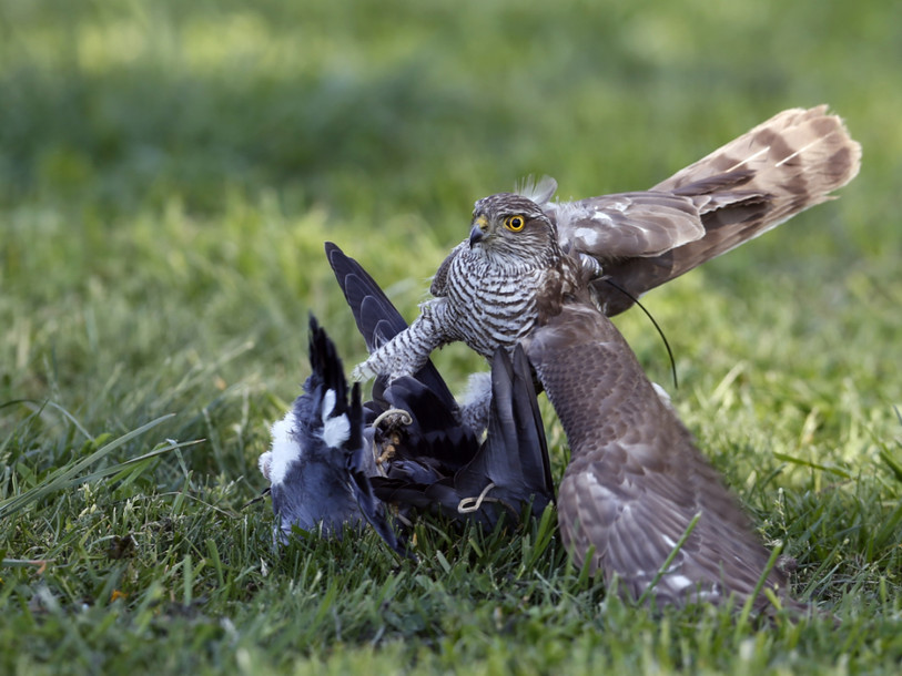 Condamné pour avoir tué un faucon à l'aide d'un pigeon 