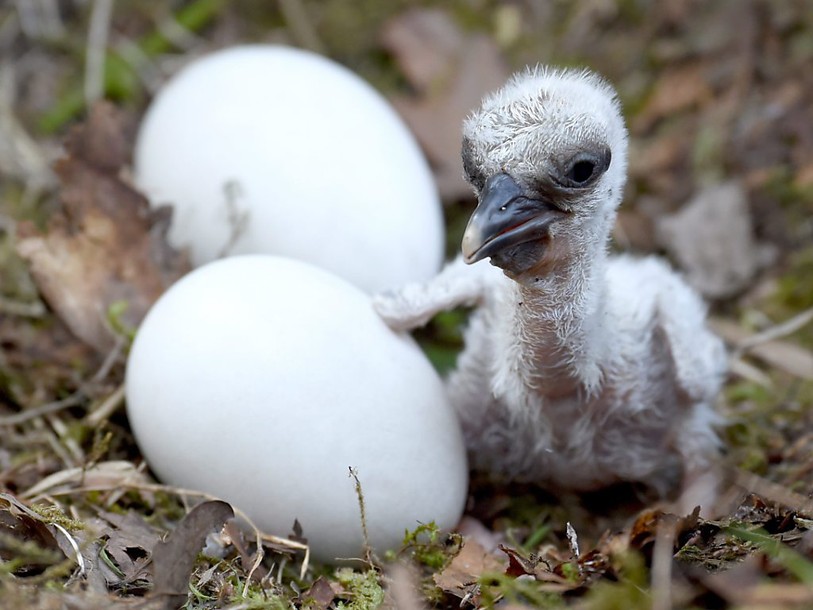 De nombreux oisillons sont morts à cause de la pluie