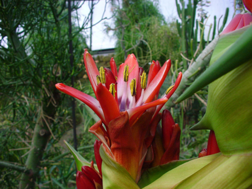 Une fleur très rare à observer au jardin botanique de Zurich