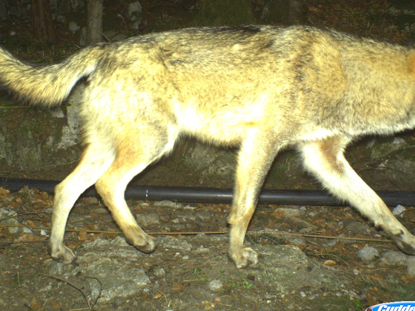 Uri autorise l'abattage d'un loup après des attaques répétées