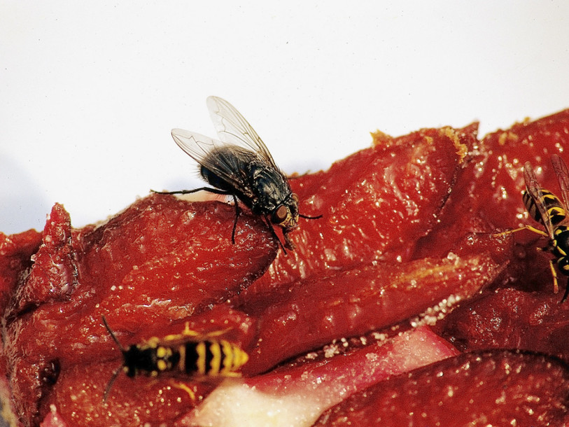 Guêpes, abeilles et autres causent 40 accidents graves par année