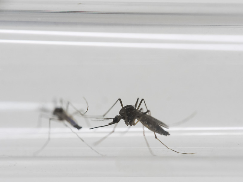 La Floride étudie un cas d'infection à Zika contractée localement