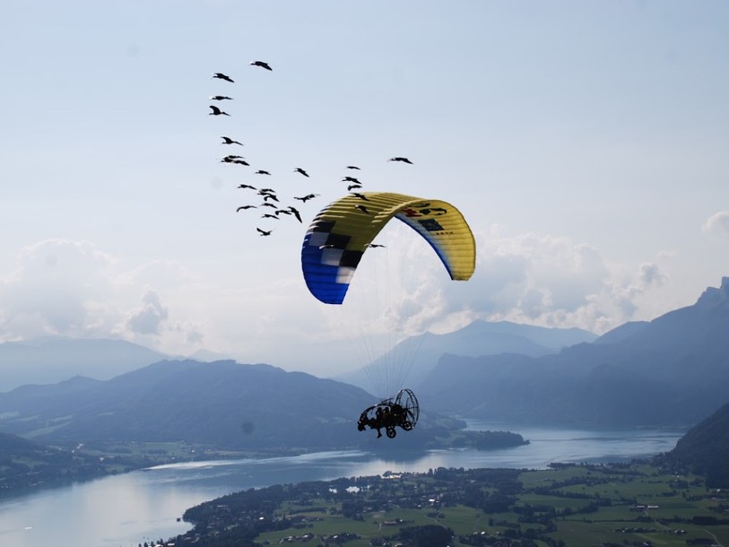 Une femelle ibis chauve égarée a passé l'hiver au Tessin
