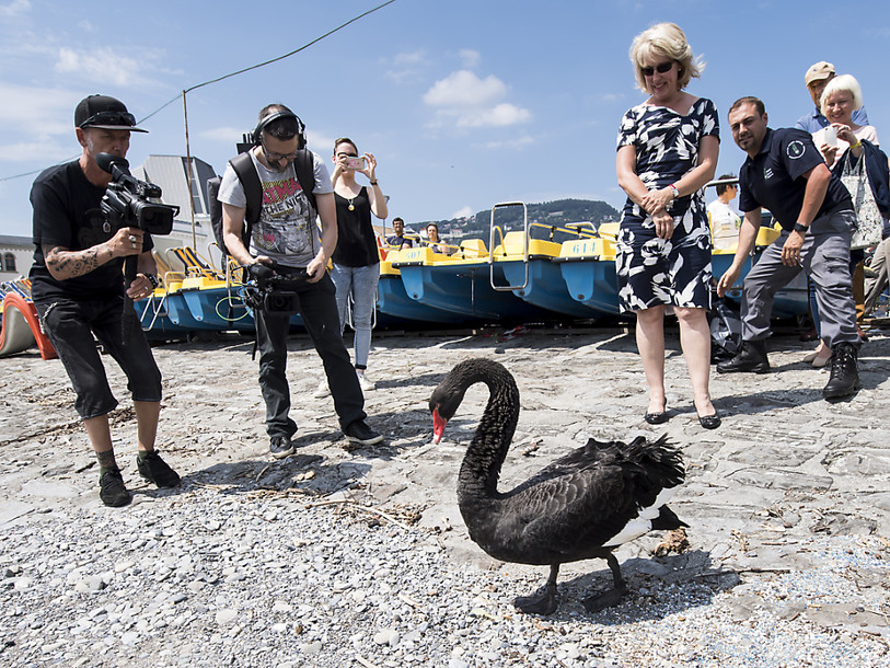 Le cygne Nelson découvert sans vie jeudi matin à Montreux