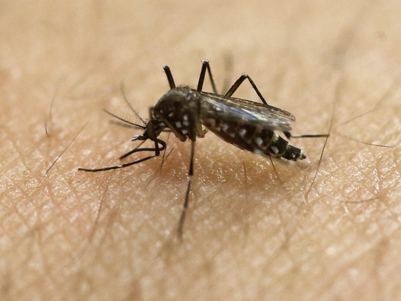 Vingt-huit infections au virus Zika sont confirmées en Suisse
